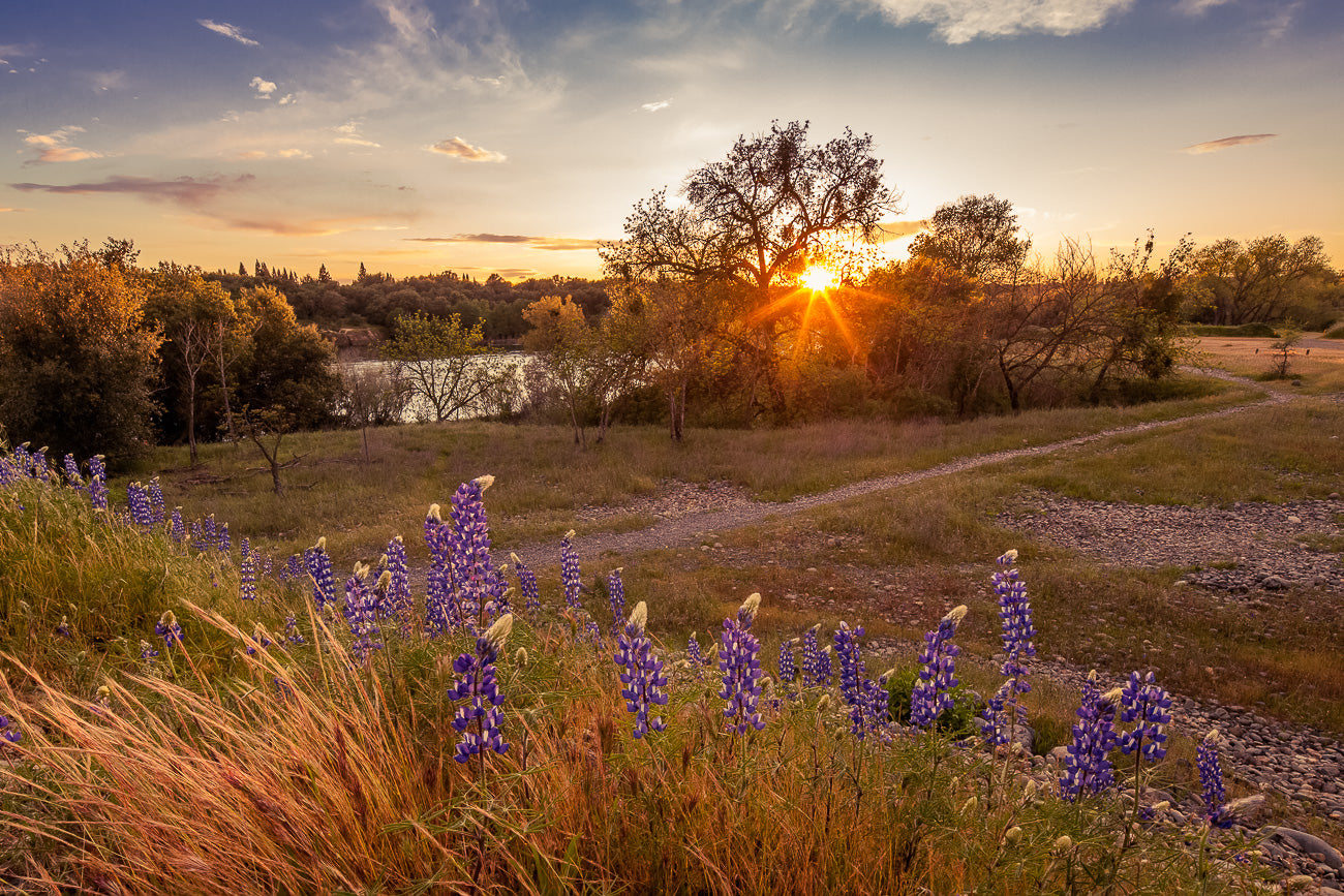 Dancing Lupine at SailorBar