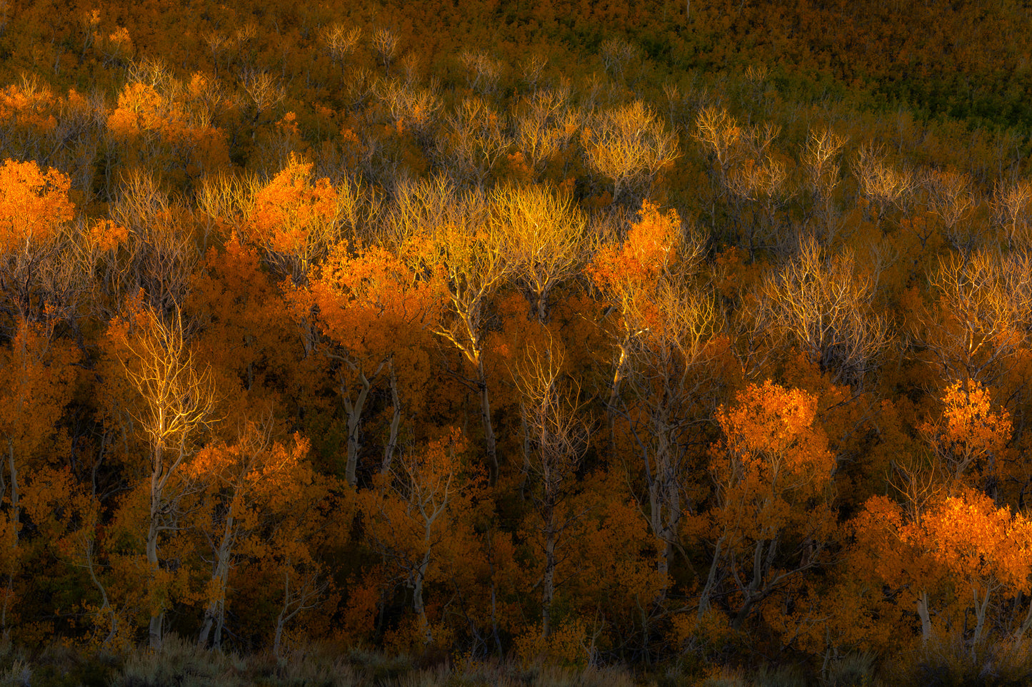 Sunrise skims across the aspen
