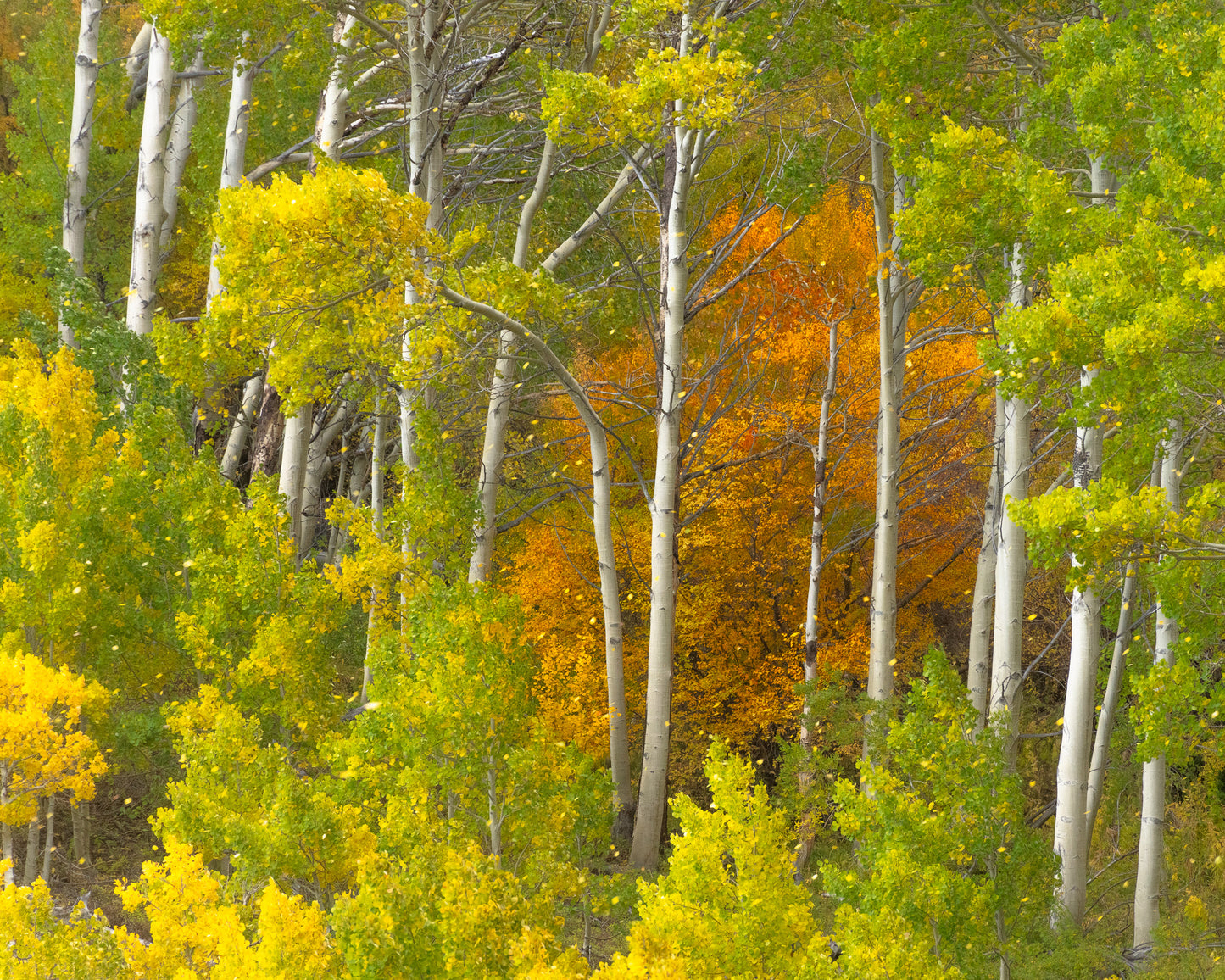 A Wind Squall strikes a stand of Aspen