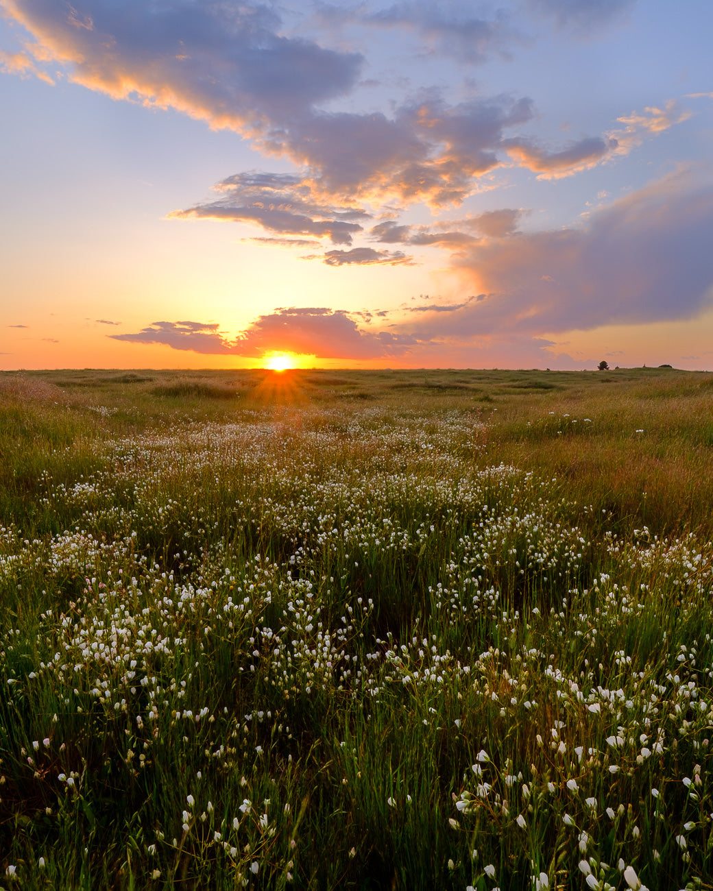 A Field of White Meadow Foam