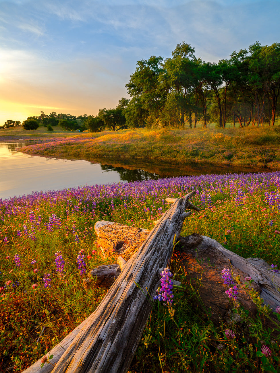 Crossed Driftwood and Lupine