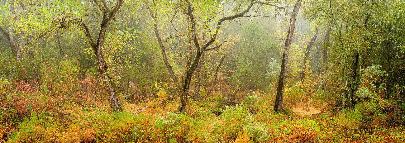 Autumn Scene at Sailor Bar