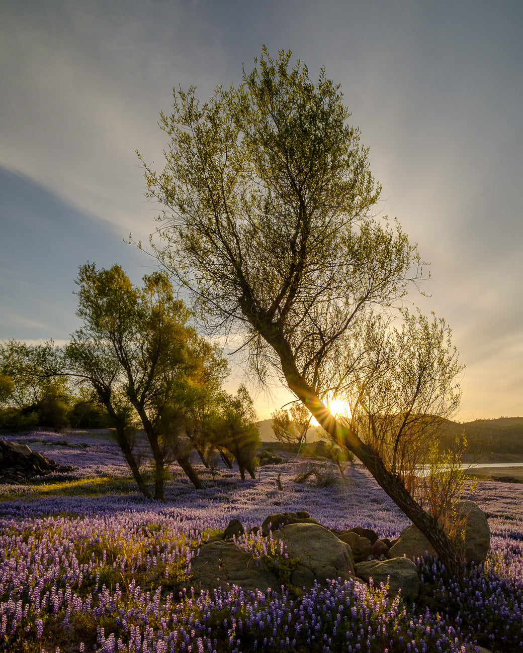 Leaning Willows and Lupine