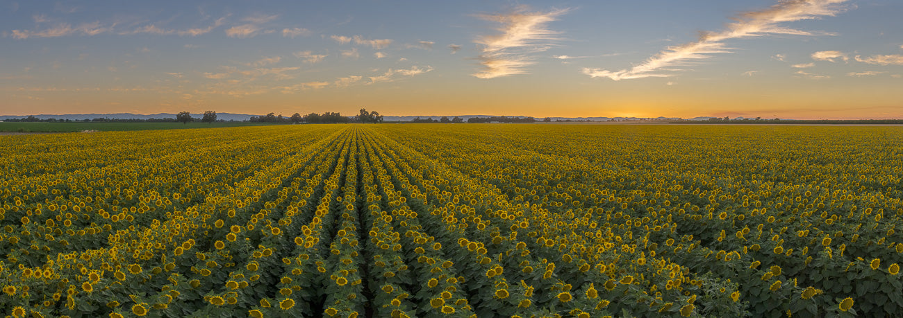 Sunflower Panorama