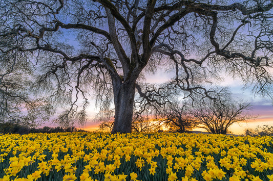 Oak and Daffodils