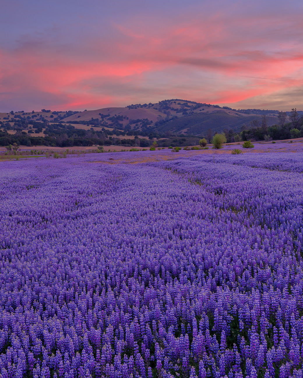 Rows of Lupine
